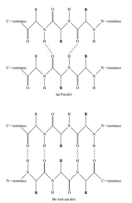 beta_sheet_types.png