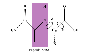 peptide_bond.png